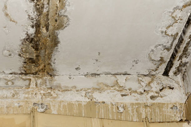 Best Mold Odor Removal Services  in Cottonwood, MN