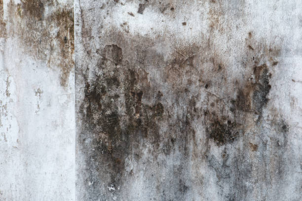 Best Post-Remediation Verification Testing  in Cottonwood, MN