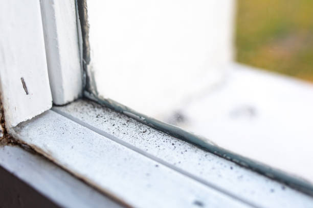 Best Emergency Mold Remediation  in Cottonwood, MN