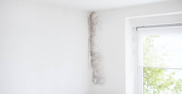 Best Airborne Mold Testing  in Cottonwood, MN