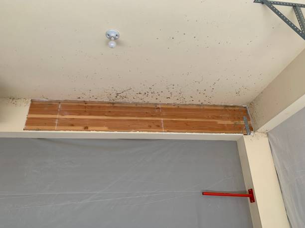 Dehumidification Services in Cottonwood, MN