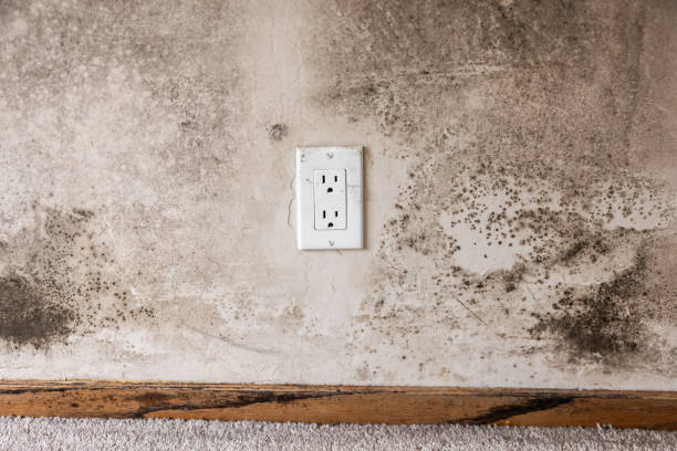 Best HVAC Mold Inspection and Cleaning  in Cottonwood, MN