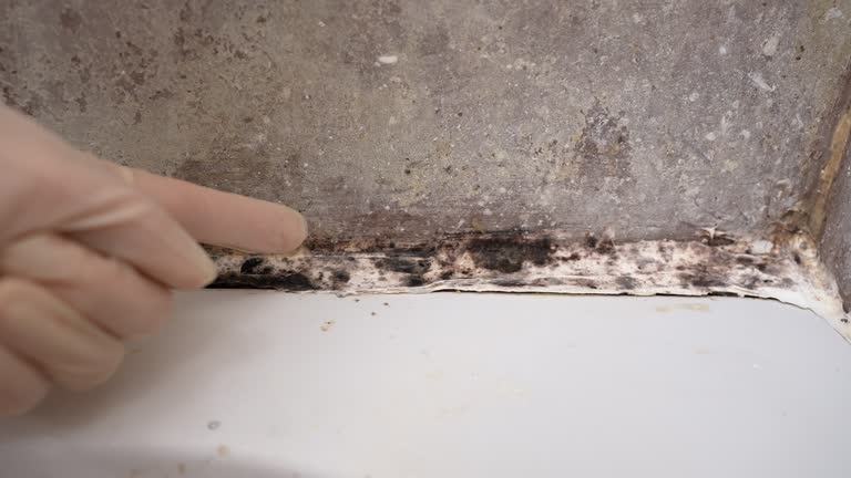 Professional Mold Removal in Cottonwood, MN