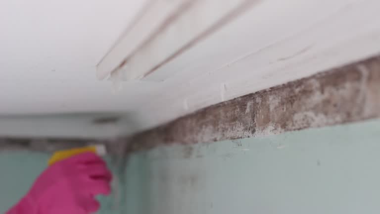 Best Crawl Space Mold Remediation  in Cottonwood, MN